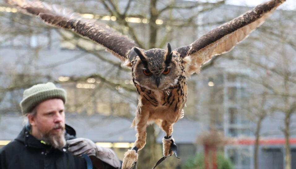 Falkner mit Greifvogel
