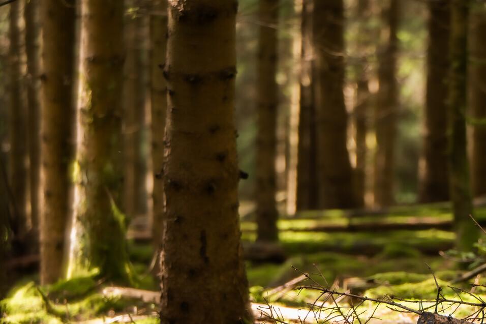 Ausschnitt Wald mit Bäumen